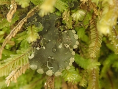 Peltigera ulcerata
