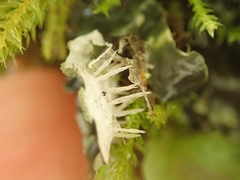Peltigera ulcerata