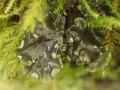 Peltigera ulcerata