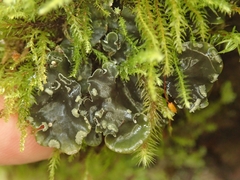 Peltigera ulcerata