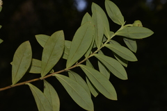 Pimelea ligustrina