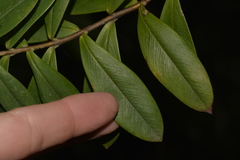 Pimelea ligustrina