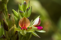 Alysicarpus sanjappae