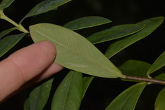 Pimelea ligustrina