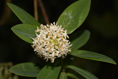 Pimelea ligustrina