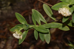 Pimelea ligustrina
