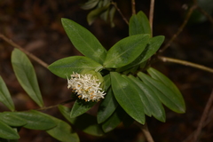 Pimelea ligustrina