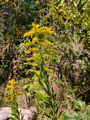 Solidago