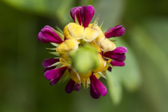 Alysicarpus longifolius