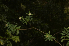 Pimelea ligustrina