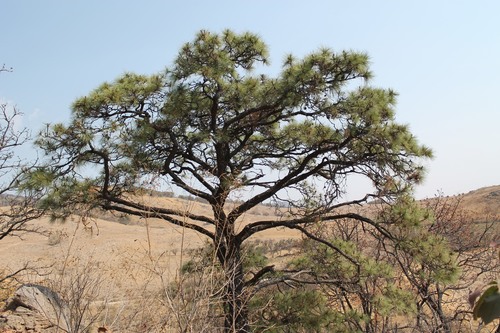 Image of Pinus oocarpa by (c) Viacheslav Shalisko, some rights reserved (CC BY)