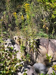 Solidago