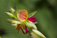 Alysicarpus sanjappae