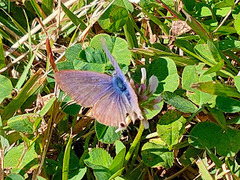 Lampides boeticus