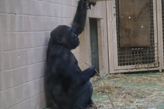Gorilla gorilla