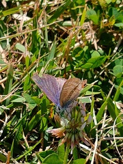 Lampides boeticus