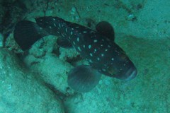 Epinephelus coeruleopunctatus