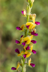 Alysicarpus longifolius