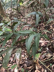 Tropidia curculigoides