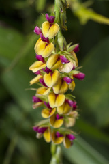 Alysicarpus longifolius