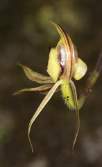 Caladenia tessellata