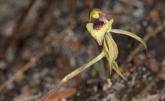Caladenia tessellata