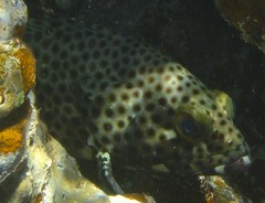 Epinephelus howlandi