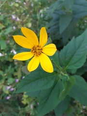 Helianthus tuberosus