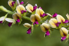 Alysicarpus longifolius