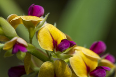 Alysicarpus longifolius