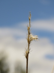 Bothriochloa saccharoides