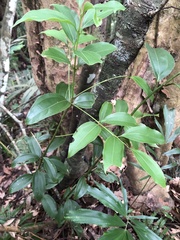Cinnamomum osmophloeum