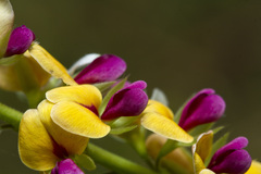 Alysicarpus longifolius