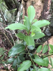 Cinnamomum osmophloeum