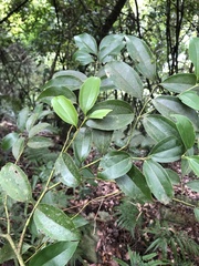Cinnamomum osmophloeum