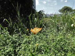 Phalanta phalantha phalantha