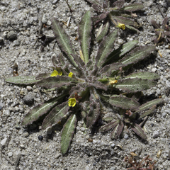 Camissoniopsis micrantha