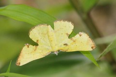 Corymica pryeri