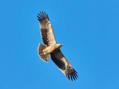 Eastern Imperial Eagle photo 2