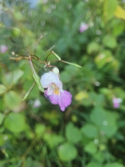 Impatiens balfourii