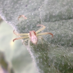 Thomisidae