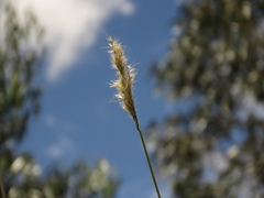 Bothriochloa saccharoides