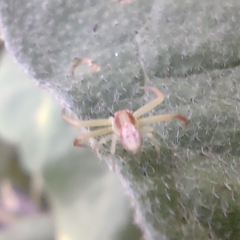 Thomisidae