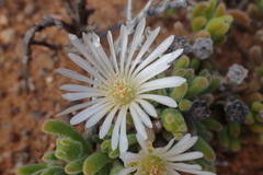 Drosanthemum eburneum