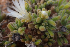 Drosanthemum eburneum