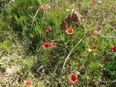 Romulea sabulosa