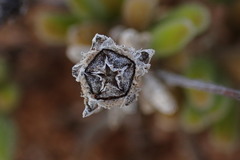 Drosanthemum eburneum