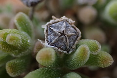 Drosanthemum eburneum