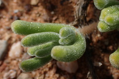 Drosanthemum eburneum