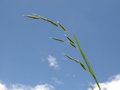Bromus pitensis
